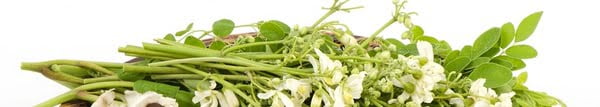 Fantastica Moringa